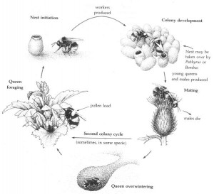 Worker bee lifecycle courtesy of www.bumblebee.org/images/lifecycle.jpg